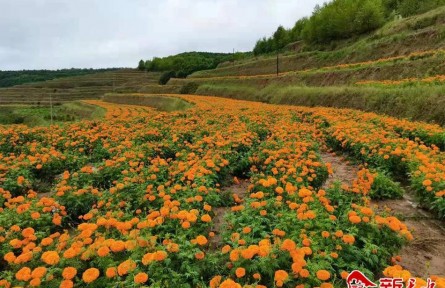 甘肅甘谷大莊鎮(zhèn)：采菊“楊坡”下 花開幸福來