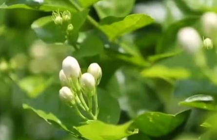 豐收中國·福建永泰：有機綠色種植 茉莉花畝產逐年提高