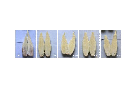 18、成果名稱：茭白氣調(diào)保鮮技術(shù)