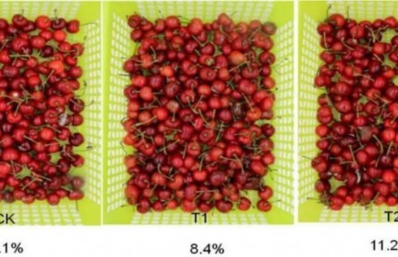 7、成果名稱：櫻桃采后流通保鮮技術(shù)