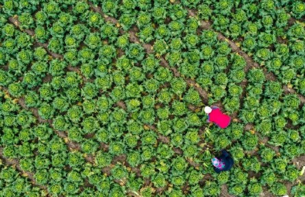 國家發(fā)展改革委：蔬菜供應量充足 居民消費有保障