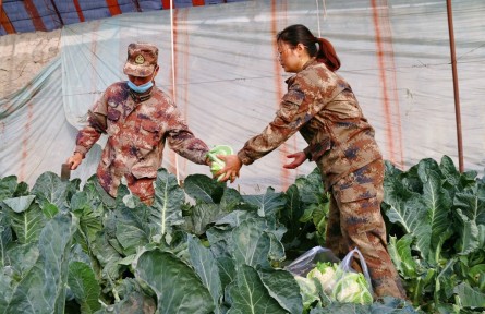 新疆兵團(tuán)二師二十五團(tuán)：花菜豐收