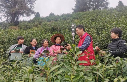 江西資溪：氣象服務(wù)進茶園