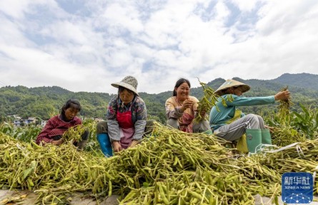 貴州羅甸：復合種植促增收