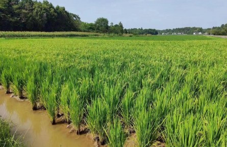 四川多地全力抗旱 保群眾用水為農(nóng)田“解渴”