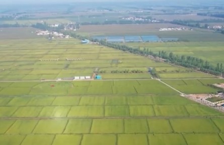 【在希望的田野上】加強良種推廣 夯實糧食穩(wěn)產增產基礎