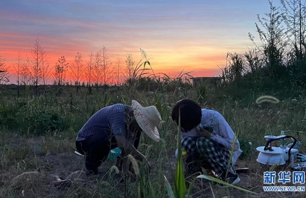 沉湖濕地年碳匯量達12.55萬噸 市場價值約600萬元