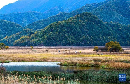 湖北神農架：大九湖濕地