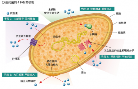 面對(duì)抗生素的“追殺”，細(xì)菌竟有這么多逃脫伎倆？