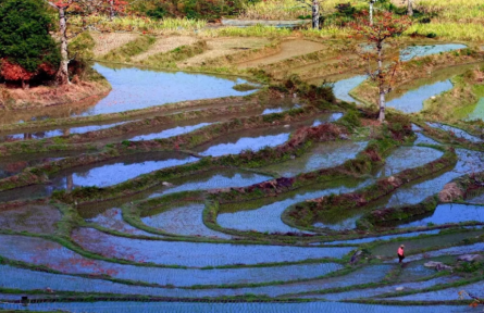 海南昌江啟動“木棉-稻田農(nóng)林復(fù)合系統(tǒng)”申遺工作