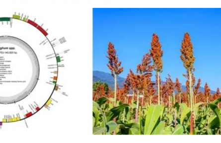 中國農業(yè)科學院研究提出線粒體基因組組裝新策略