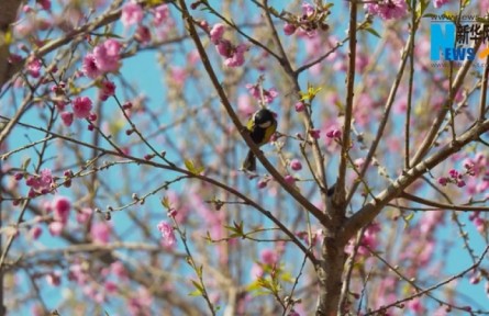 江西余干：農(nóng)文旅融合 油菜花開引客來