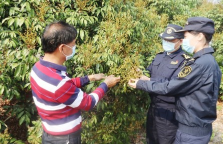 海關為茂名荔枝擴大出口“搭好臺、鋪好路”