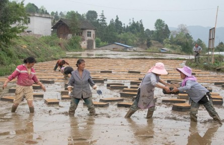 貴州：水稻育秧集中化 “流水線”上生產忙