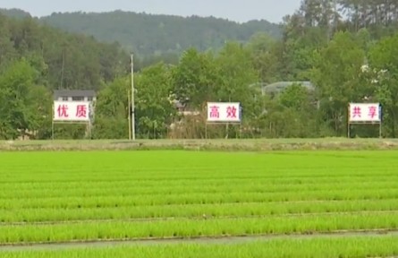 重慶：谷雨時(shí)節(jié) 新技術(shù)新機(jī)械助力大春生產(chǎn)