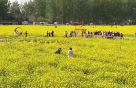 北京近郊面積最大，豐臺怪村200畝油菜花海綻放