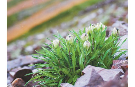 科普 | 冰天雪地，為何也有植物開花？