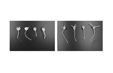 62.新型生物刺激素GNC抗鹽促生技術(shù)應(yīng)用