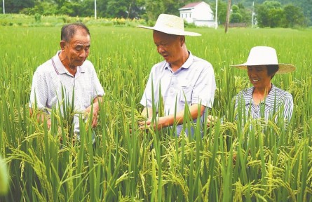 安徽：“蟲(chóng)口奪糧” 打好秋糧保衛(wèi)戰(zhàn)