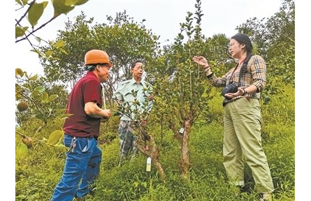 借科技之力催動山村巨變——記中國林科院亞熱帶林業(yè)研究所科技特派員服務浙江20年