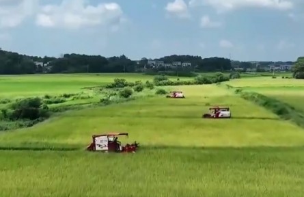 湖南：金秋水稻收割忙 風(fēng)吹稻浪好“豐”景