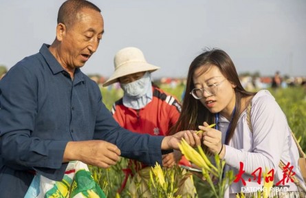 山西大同黃花產業(yè)入選知識產權強國建設典型案例