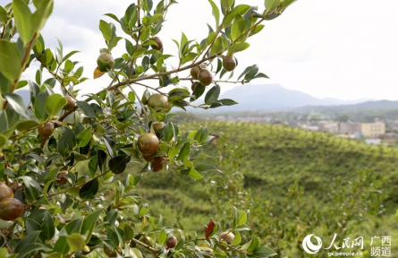 樹(shù)立大食物觀 向森林、深遠(yuǎn)海、鹽堿地要“新糧”