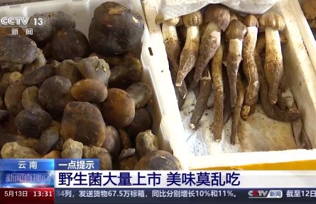 野生菌上市 嘗鮮需謹(jǐn)慎！注意“四不吃”