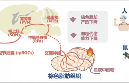 光如何調(diào)控人體葡萄糖代謝