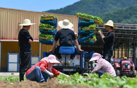 陜西太白 這里的高山蔬菜“高”在哪？