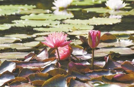 廣州云溪植物園開園，走進保育1320種植物的“珍稀世界”