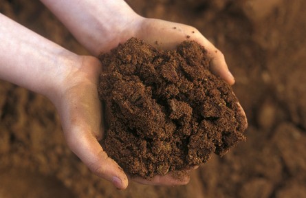 科技名詞|暗棕壤 dark brown forest soil，dark brown soil