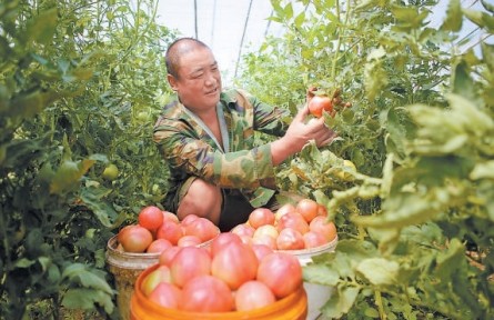 日供京津果蔬1900噸，形成規(guī)?；a格局 饒陽蔬菜搭上“凈菜進京”直通車