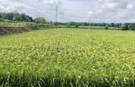 農村地區(qū)不斷發(fā)掘水稻獨特觀賞性 北京朝陽十八里店彩色水稻種出美麗“帆船”