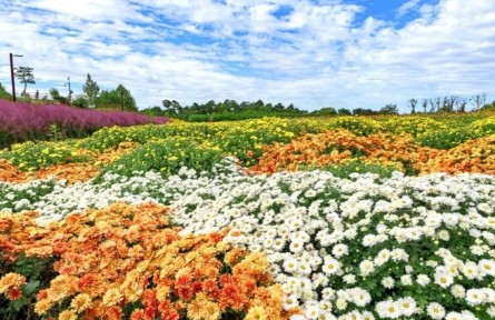 菊花，花中君子，可藥可食