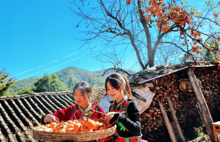 云南南華：紅柿滿枝 鄉(xiāng)愁情深