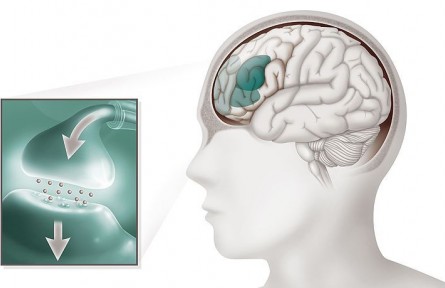 科技名詞|神經(jīng)遞質(zhì) neurotransmitter