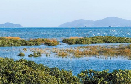 從退化到新生，福建傾力守護碧海綠洲